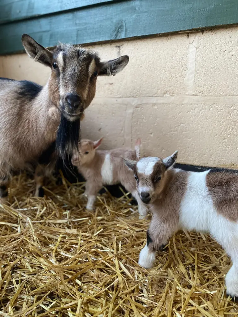 The Rare Breeds Centre